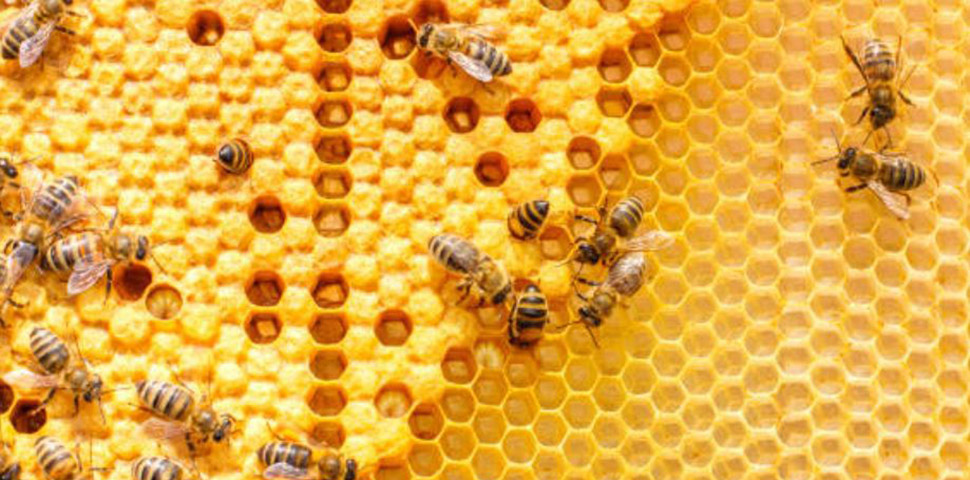 Synergistic Mixture for Inducing Hygienic Behavior in Honey Bees, and Related Composition and Methods
